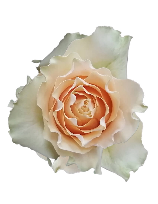 <h4>R Gr Cream Carpediem Peach 50cm EC</h4>