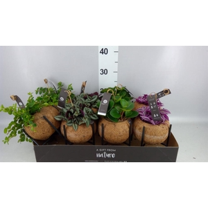 Planten Groen   ...mix  3