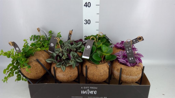 <h4>Planten Groen   ...mix  3</h4>