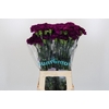Dianthus St Florigene Moontea