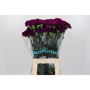 Dianthus St Florigene Moontea