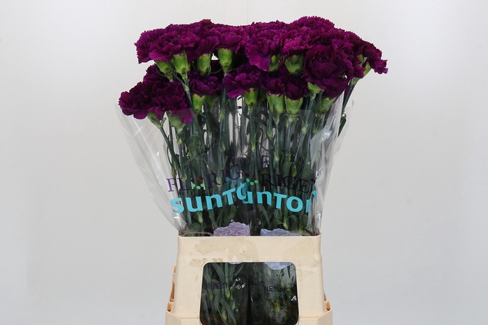 <h4>Dianthus St Florigene Moontea</h4>