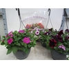 Hanging Baskets