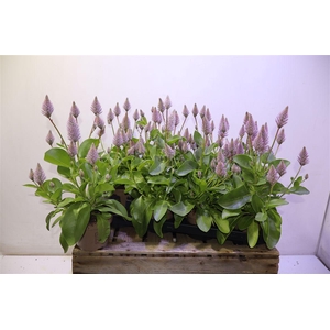 arr8 Ptilotus Ex Joey