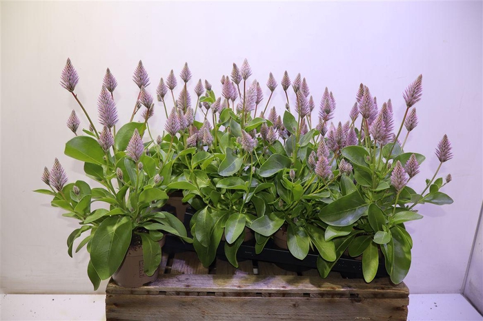 <h4>arr8 Ptilotus Ex Joey</h4>