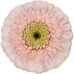 Germini Pomponi Odile Doos