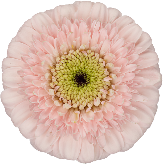 <h4>Germini Pomponi Odile Doos</h4>