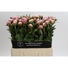 Paeonia Sarah Bernhardt