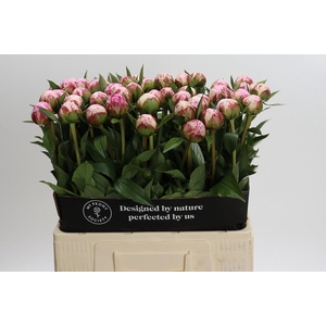 Paeonia Sarah Bernhardt