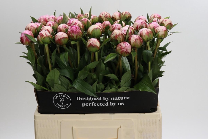 <h4>Paeonia Sarah Bernhardt</h4>