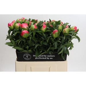 Paeonia coral sunset XXL
