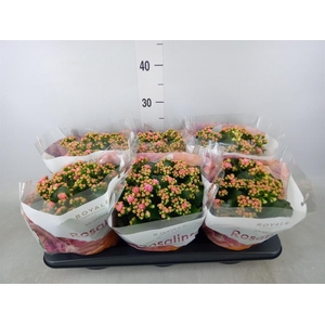 Kalanchoe blos. 'RosDon Alano'