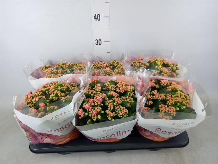 <h4>Kalanchoe blos. 'RosDon Alano'</h4>