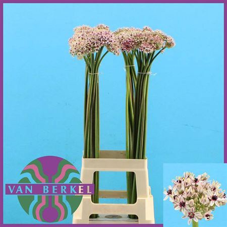 <h4>Allium Silverspring</h4>