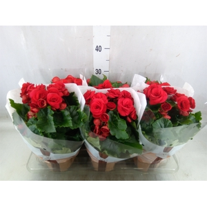 Begonia elat. DU 'Baladin'