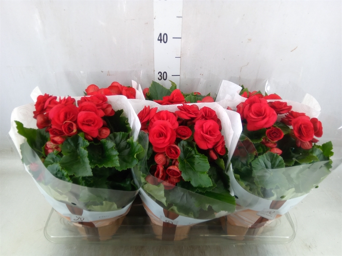 <h4>Begonia elat. DU 'Baladin'</h4>