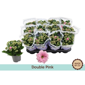 Kalanchoë Double Pink
