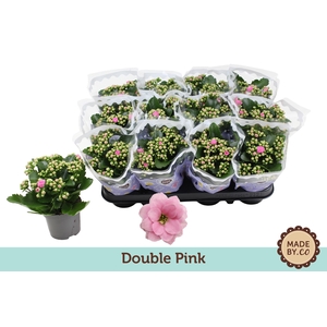 Kalanchoë Double Pink