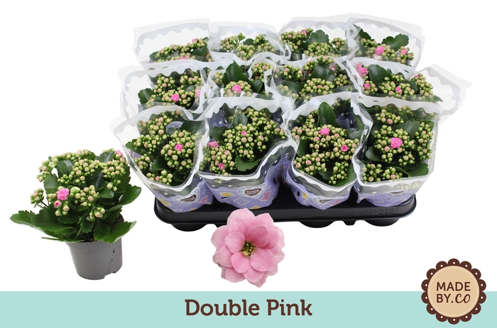 <h4>Kalanchoë Double Pink</h4>