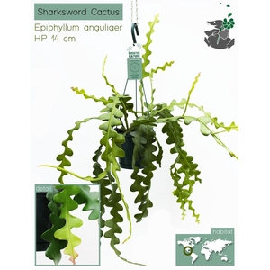 Hangplanten MIX - DELUXE 14 cm