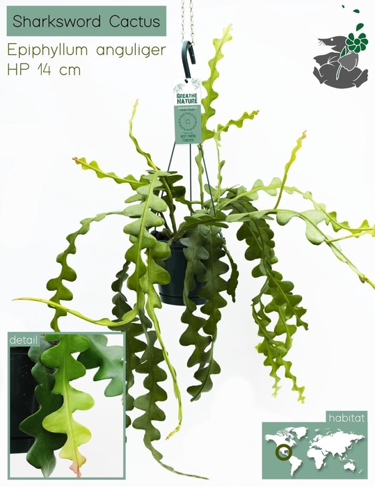 <h4>Hangplanten MIX - DELUXE 14 cm</h4>