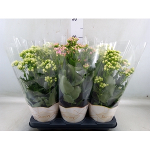 Kalanchoe   ...