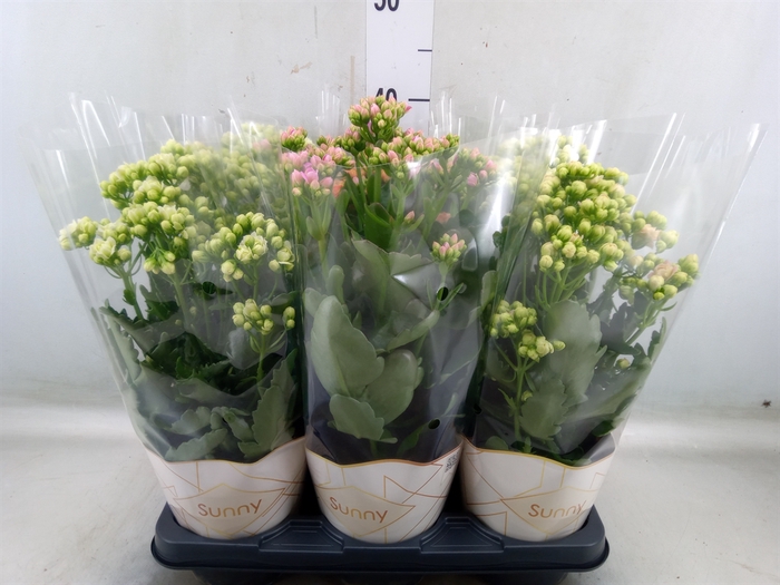 <h4>Kalanchoe   ...</h4>