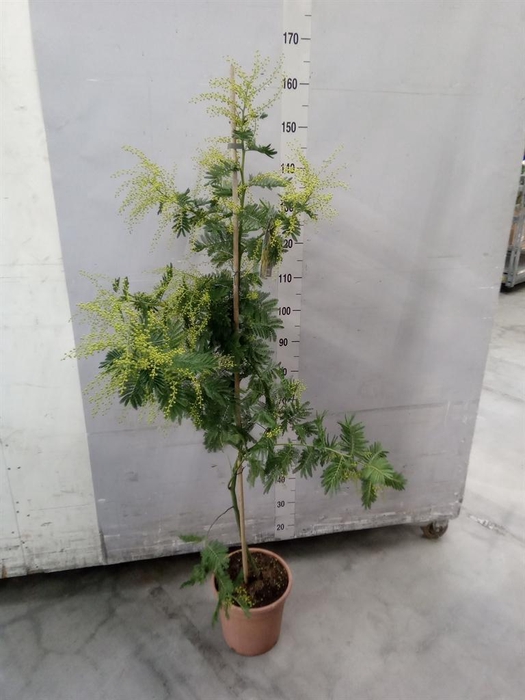 <h4>Mimosa pudica</h4>
