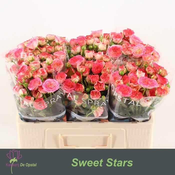 <h4>R Tr Sweet Stars Opstal</h4>