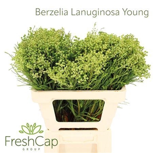 Berzelia Lanuginosa Young