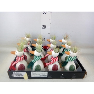 Arr.   Kamerplant Groen L%