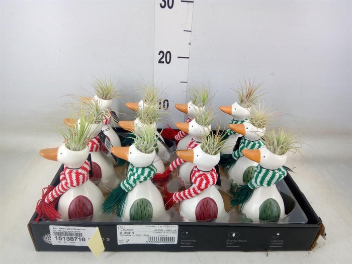 <h4>Arr.   Kamerplant Groen L%</h4>