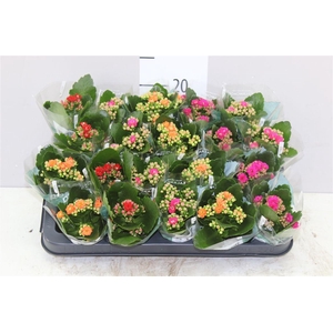 Kalanchoe Rosalina Mix