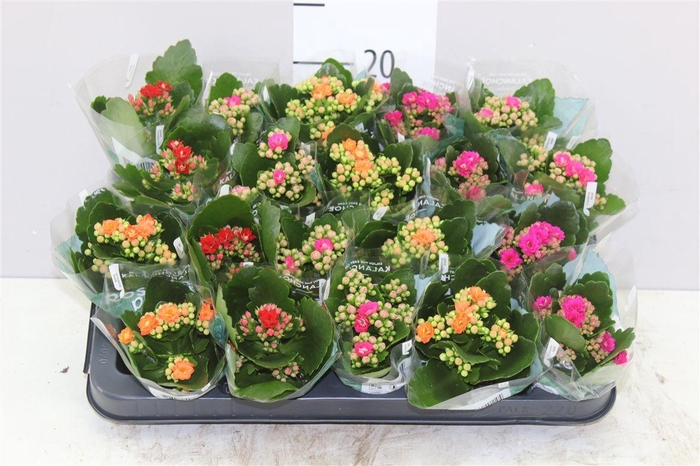 <h4>Kalanchoe Rosalina Mix</h4>