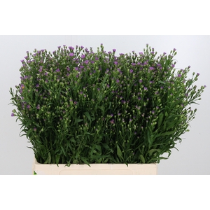 Aster Casarosa Roze