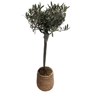 Arr.   Kamerplant Groen L%