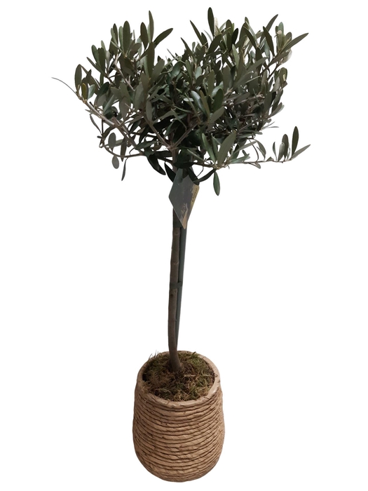 <h4>Arr.   Kamerplant Groen L%</h4>
