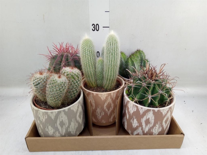 <h4>Cactus   ...</h4>