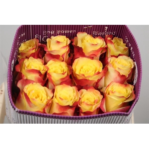 R Gr Hot Merengue+ Ec