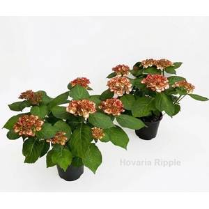 Hydrangea Hovaria Ripple