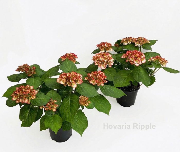 <h4>Hydrangea Hovaria Ripple</h4>