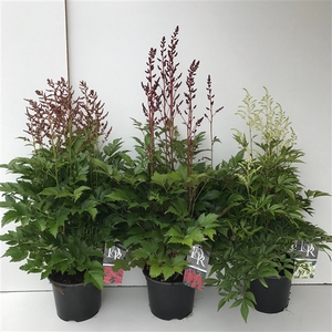 Astilbe mix