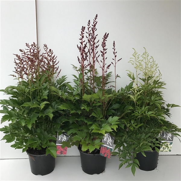 <h4>Astilbe mix</h4>