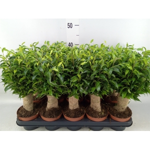 Ficus benja. 'Natasja'