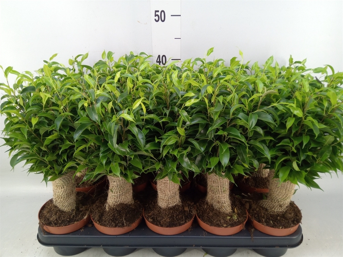<h4>Ficus benja. 'Natasja'</h4>