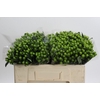 Hypericum Lucky Romance
