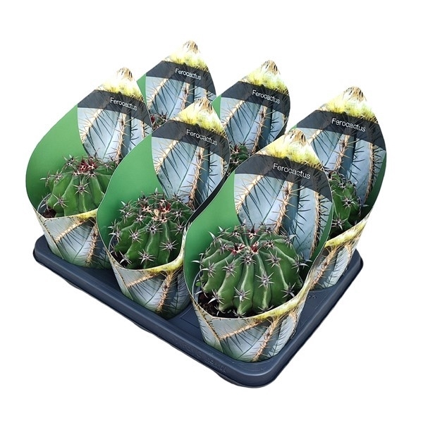 <h4>FEROCACTUS HORRIDUS BREVISPINUS - POT Ø 14 WITH POTCOVER (CACTUS)</h4>