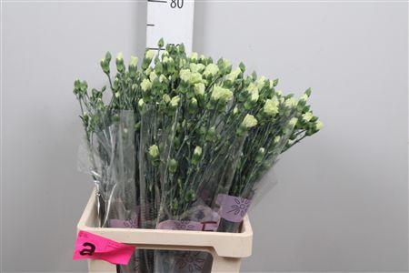 <h4>Di Tr Rascal Green</h4>