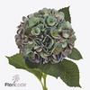 Hydrangea fabulous anne classic