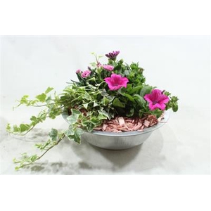 2416 Ziver Zink Roze Pl Bt